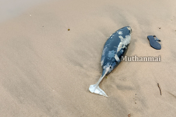 கல்முனையில் கரை ஒதுங்கிய டொல்பின் மீன் | Dolphin Washed Ashore In Kalmunai