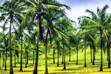 தென்னை மரங்களை வெட்டுவதற்கு தடை! - விசேட வர்த்தமானி வெளியீடு