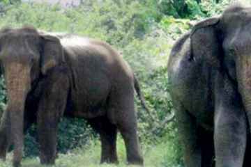 துப்பாக்கிச் சூட்டு காயத்துடன் உயிருக்கு போராடிய யானை உயிரிழப்பு