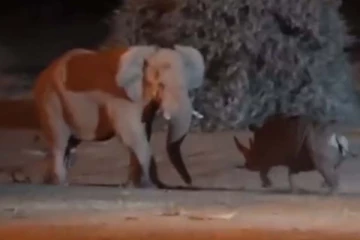 நேருக்கு நேர் மோதலில் யானை மற்றும் காண்டாமிருகம்! தலைதெறிக்க ஓடியது யார்?