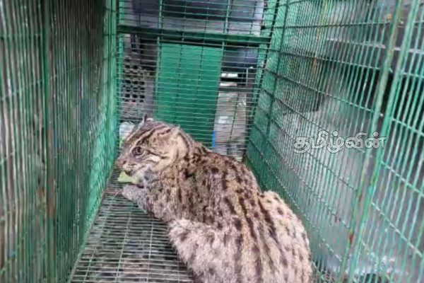தியகல பகுதியில் ஒரு சிறுத்தை குட்டி உயிருடன் மீட்பு! | Injured Leopard Cub Rescued In Diyagala Area