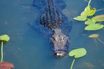 முதலை தாக்குதலுக்கு இலக்காகி ஒருவர் வைத்தியசாலையில் அனுமதி