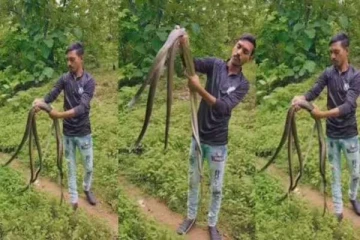 Viral Video: ராஜநாகங்களை அசால்டாக பிடிக்கும் இளைஞர்