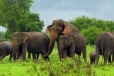 இலங்கையில் 9 ஆண்டுகளில் 3,477 காட்டு யானைகள் உயிரிழப்பு !