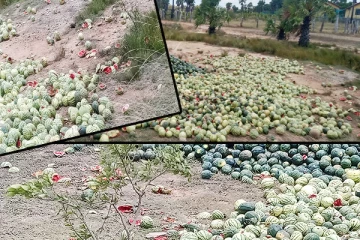 பாவனைக்கு உதவாத பூசணியால் ஏற்பட்டுள்ள அசௌகரியம்(Photos)