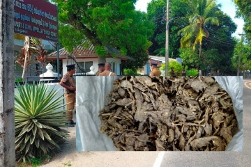 நாட்டு கஞ்சாவுடன் கைதான குடும்பஸ்தரிடம் விசாரணைகள் துரிதம்
