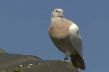 8,000 மைல்கள் கடந்த ஒரு புறா... பாராட்டுக்குப்பதில் மரண தண்டனை: சோகப் பின்னணி