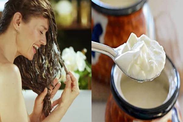 முட்டை VS தயிர்: கூந்தல் ஆரோக்கியத்தை மேம்படுத்துவதில் சிறந்தது எதுன்னு தெரியுமா? | Which Is Better For Hair Growth Egg Or Curd முட்டை VS தயிர்: கூந்தல் ஆரோக்கியத்தை மேம்படுத்துவதில் சிறந்தது எதுன்னு தெரியுமா? | Which Is Better For Hair Growth Egg Or Curd