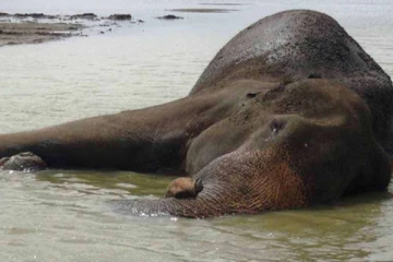 இலங்கையில் ஒற்றை யானையின் உயிரை காக்க போராடும் ஊரவர்கள்