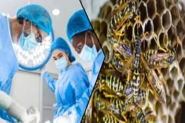 யாழில் குளவி கொட்டுக்கு இலக்காகிய இளைஞன் பரிதாப உயிரிழப்பு