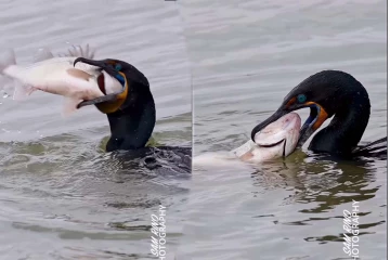 Viral Video: மிகப்பெரிய மீனை விழுங்க முடியாமல் தவித்த நீர்க்காகம்... கடைசியில என்னாச்சுனு தெரியுமா?