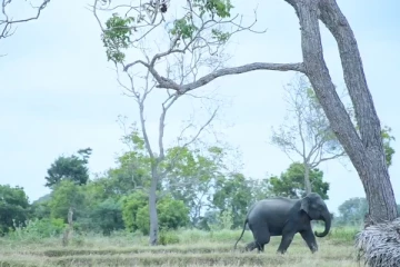 அம்பாறையில் அட்டகாசத்தில் ஈடுபட்ட யானை காட்டுக்குள் துரத்தியடிப்பு!