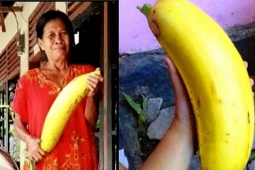 உலகிலேயே மிகப்பெரிய வாழைப்பழம் எங்கு வளர்கிறது தெரியுமா? வியக்க வைக்கும் சில உண்மைகள்