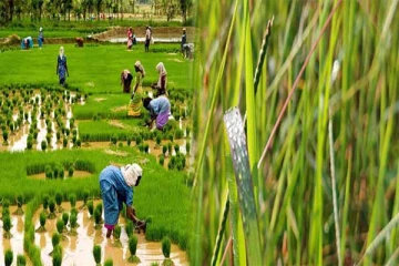 வவுனியாவில் 200 ஏக்கர் நெற் செய்கை பாதிப்பு