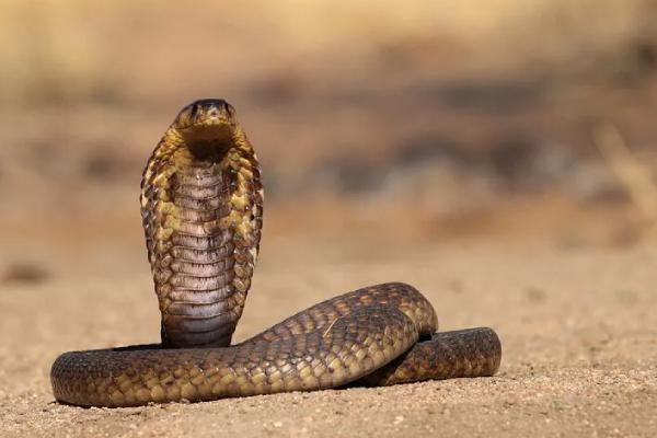 யாழில் ஆலயத்திற்கு சென்ற இளைஞனுக்கு நேர்ந்த பரிதாபம் | Youth Dies After Being Bitten By A Snake In Jaffna