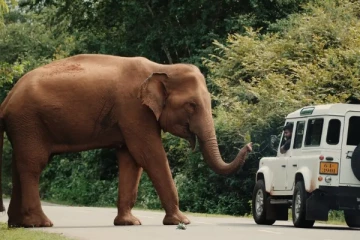 கதிர்காமத்திற்கு பயணித்தவர்களை மிரளவைத்த யானை!