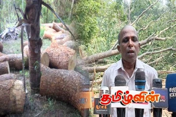 முல்லைத்தீவில் சட்டவிரோதமாக வெட்டி கடத்தப்படும் மரங்கள்: தடுக்குமாறு மக்கள் கோரிக்கை!