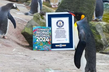 உலக சாதனை படைத்த பென்குயின்; வைரலாகும் வீடியோ