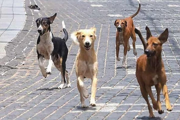 காலி பிரதேசத்தில் கட்டாக்காலி நாய்களால் தொல்லை