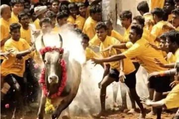 சீறி வரும் காளைகள்! வீரம் காட்டும் காளையர்கள்.. உலக புகழ் அவனியாபுரம் ஜல்லிக்கட்டு நேரலை வீடியோ