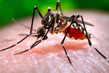 நாட்டில் அதிகரித்து வரும் டெங்கு காய்ச்சல் அபாயம்