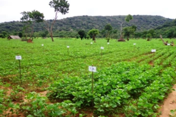 කළකට පසු ශ්‍රී ලංකාව ස්වයංපෝෂිත වෙයි...පොහොර නැතිව අස්වැන්න දෙගුණයක් වූ හැටි මෙන්න..
