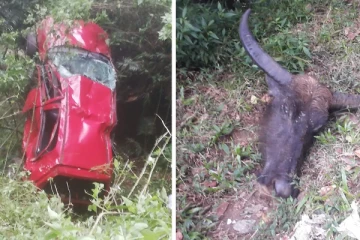 මී හරකෙකුගේ බෙල්ලත් කදෙන් වෙන්කර, කාන්තාවකටත් දිවි අහිමි කල බිහිසුණු රිය අනතුර