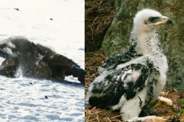 நரியிடம் இருந்து தன் குஞ்சுகளை காப்பாற்றும் கழுகு! திகில் காட்சி