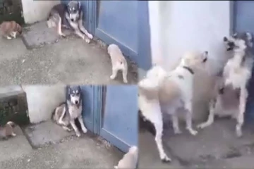 மில்லியன் பார்வையாளர் ரசித்த வெறும் 21 நொடி காட்சி: அப்படியென்ன நடந்தது?