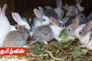 கீரி மற்றும் முயல்களிடமிருந்து மனிதர்களுக்கு கோவிட் பரவியிருக்கக்கூடும் - இப்படிக்கு உலகம்