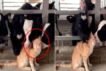 Viral video:ப்பா.. இப்போ தான் நல்லா இருக்கு.. கன்று குட்டிகளிடம் மசாஜ் போட்ட பூனை