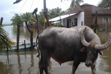 வெள்ளத்தால் சிதைந்து போன குடும்பத்துக்கு எருமைமாட்டால் வந்த மற்றுமொரு பேரிடி