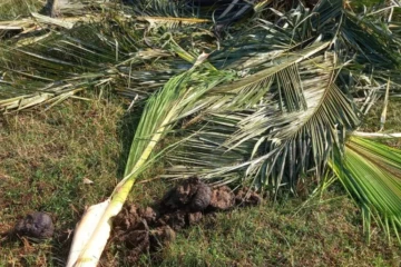 மட்டக்களப்பில் காட்டு யானைகள் அட்டகாசம்