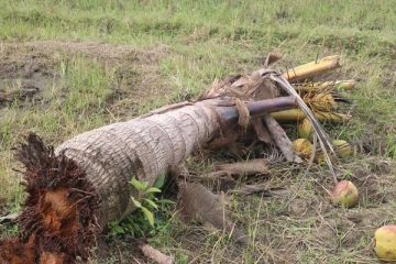 நான்கு மாதங்களில் யானை தாக்கி 34 பேர்  உயிரிழப்பு (Photos)