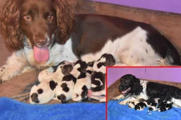 පොලීසියෙන් අලුත් පැටවුන් 13ක්..