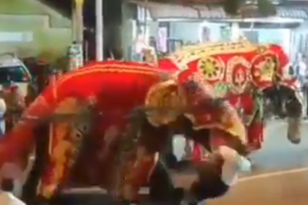 தென்னிலங்கையில் பாகனை புரட்டி எடுத்த யானை | Elephant Perahara Incident In Sri Lanka