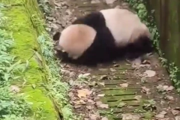 ஆபத்தான இடத்தில் விழுந்த குட்டி பண்டா... அடுத்த நொடியே கரணம்போடும் சுவாரஷ்யம்!