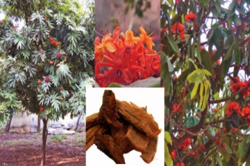 சிறுநீரகத்தில் கற்களால் சிரமப்படுறீங்களா? கவலையை விடுங்க இந்த பட்டை இருந்தா போதும்