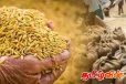 நெல் கொள்வனவு தொடர்பில் வெளியான தகவல்