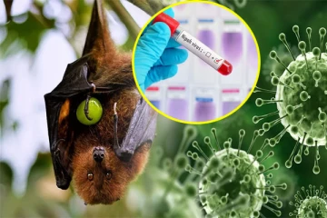 அதிகமாக பரவும் நிபா வைரஸ்... அறிகுறிகளும் கட்டுபாடுகளும் என்ன?