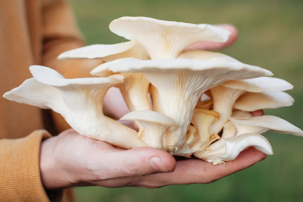 மறந்தும் இந்த காய்கறிகளை பச்சையாக சாப்பிடாதீங்க! பாரிய பிரச்சினையை சந்திப்பீங்க | Raw Vegetable Eating Avoid Health Danger