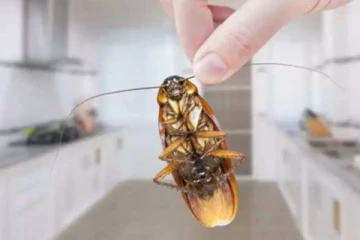 கரப்பான் பூச்சியை தலைதெறிக்க ஓட விடனுமா.... இதை மட்டும் செய்யுங்க! நீங்க இருக்கும் திசைக்கு இனி வராது?