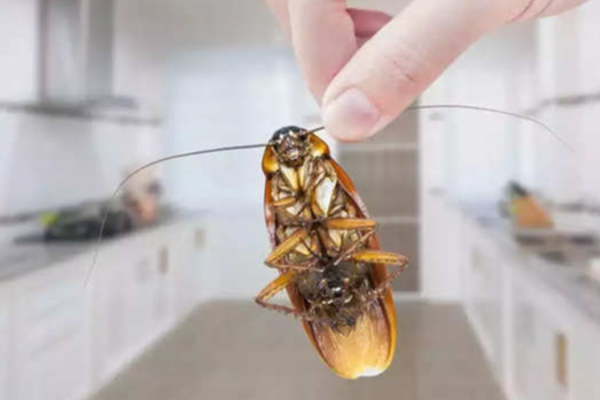 Cockroach Prajati கரப்பான் பூச்சியை தலைதெறிக்க ஓட விடனுமா.... இதை மட்டும் செய்யுங்க ...