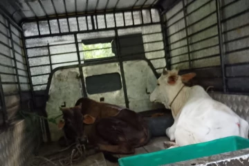 சட்டவிரோதமாக மாடுகள் மற்றும் ஆட்டினை ஏற்றிச்சென்ற ஐவர் கைது