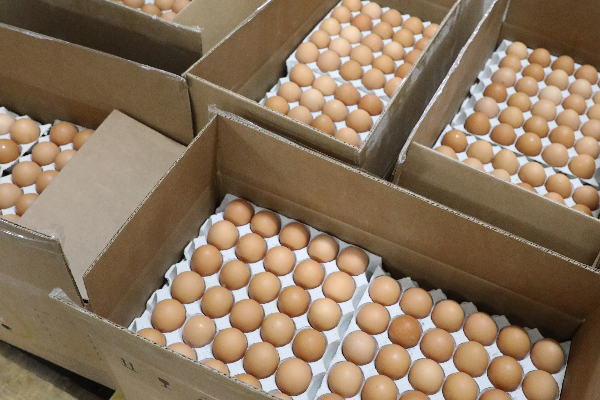 இந்திய முட்டைகளின் விற்பனை தொடர்பில் வெளியான அறிவிப்பு..! | Indian Import Egg Price Sri Lanka Health Ministry