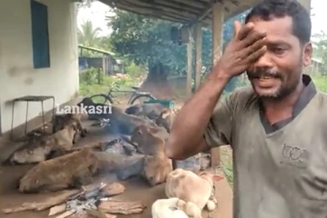 மேய்ச்சல் தரை இல்லை! PHIஇற்கு தகவல் வழங்கும் அயல்வீட்டார் - மாடுகளை இழந்த நபரின் ஆதங்கம் (Video)