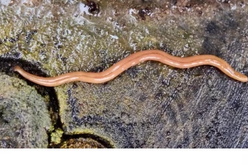 கனடாவில் ஆபத்தான புதிய வகை புழு குறித்து எச்சரிக்கை