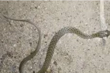 குடிநீர் குழாயில் உயிருடன் வந்த சாரைப் பாம்பு: ஓட்டமெடுத்த மக்கள்