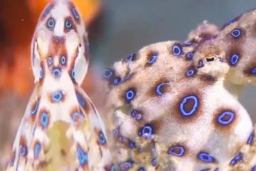 பாம்பை விட 20 நிமிடங்களில் மனிதனை கொல்லும் விஷம் கொண்ட அக்டோபஸ் இனம்...வைரல் வீடியோ