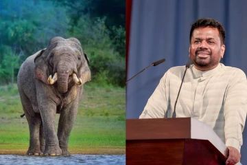 සියල්ල සෙවීමට උපදෙස් - මිය ගිය කාවන්තිස්ස වෙනුවෙන් සහ ඇතුන් සුරැකීමට ජනපතිගෙන් විශේෂඥ කමිටුවක්